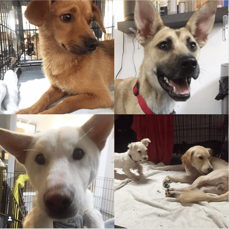 China’s People Say No to the Yulin Dog Meat Festival: It’s Time to End This Cruelty for Good